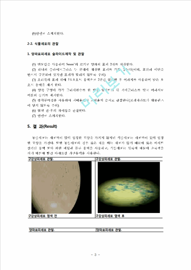 의학 약학 일반생물학 동물세포 및 식물세포의 관찰생물의학실험결과